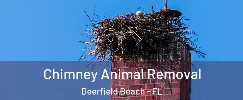 Chimney Animal Removal Deerfield Beach - FL