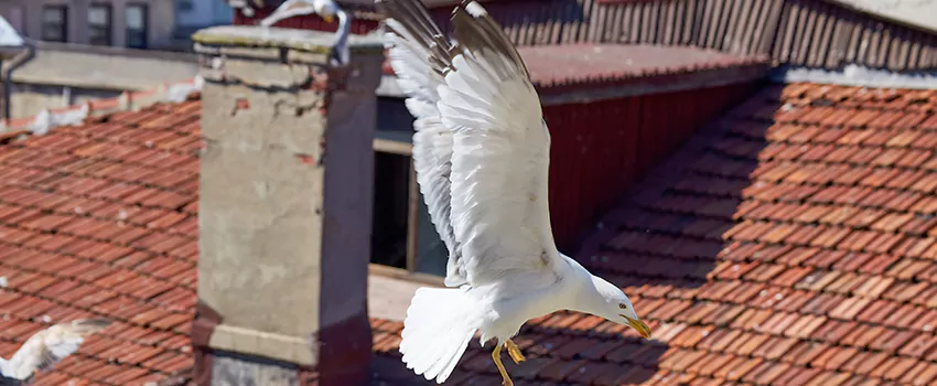 Residential Chimney Animal Removal Solution in Deerfield Beach, FL